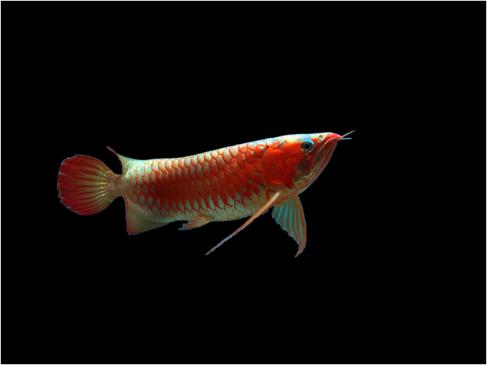 广东珍珠龙鱼怎么繁殖后代