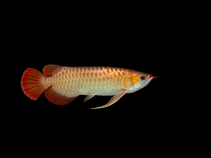 印度尼西亚雌性红龙鱼鱼缸温度多少合适