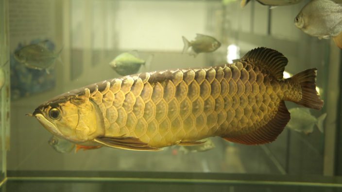 印度尼西亚蓝底过背金龙鱼怎么繁殖后代
