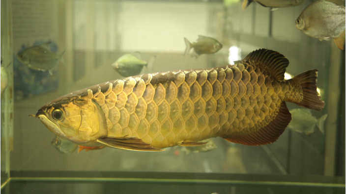 印度尼西亚雌性金龙鱼几天喂一次