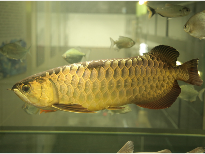 上海观赏金龙鱼怎么繁殖后代