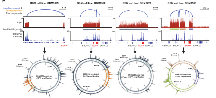 图2. EGFR与邻近增强子共扩增事件存在于染色体外环状DNA上