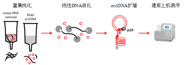 云序生物组织细胞环状DNA测序流程示意图