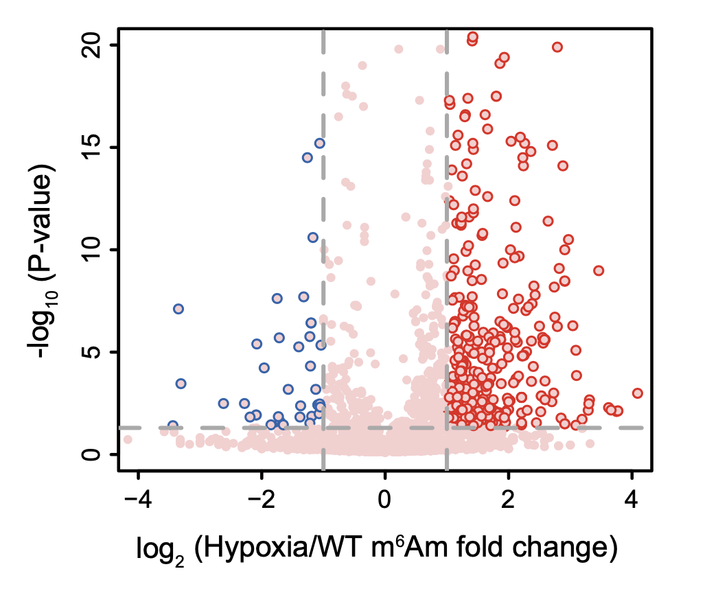 低氧环境下，人类细胞 HEK293T 细胞的 m6Am 修饰变化的火山图
