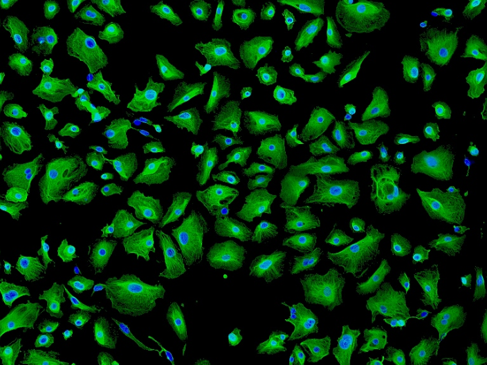 北京猪视网膜色素上皮细胞种类