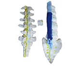 gao級腰骶椎解剖+脊神經(jīng)關(guān)系模型（2部件）