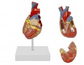 心臟解剖模型（2部件）（帶數(shù)字標(biāo)識）