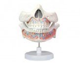 乳牙立體放大模型（2部件）