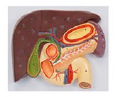 肝膽胰胃十二指腸切面模型