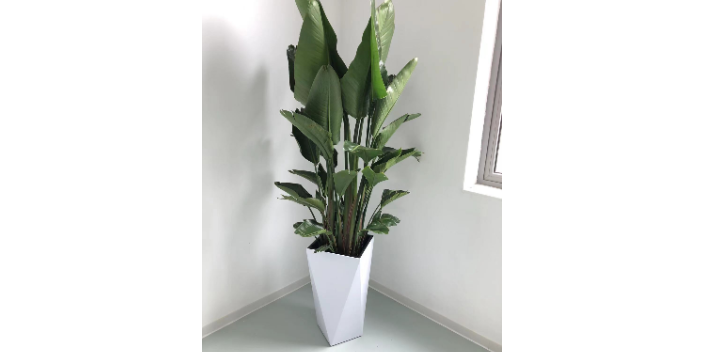 普陀區(qū)室內(nèi)植物養(yǎng)護(hù)價(jià)格便宜