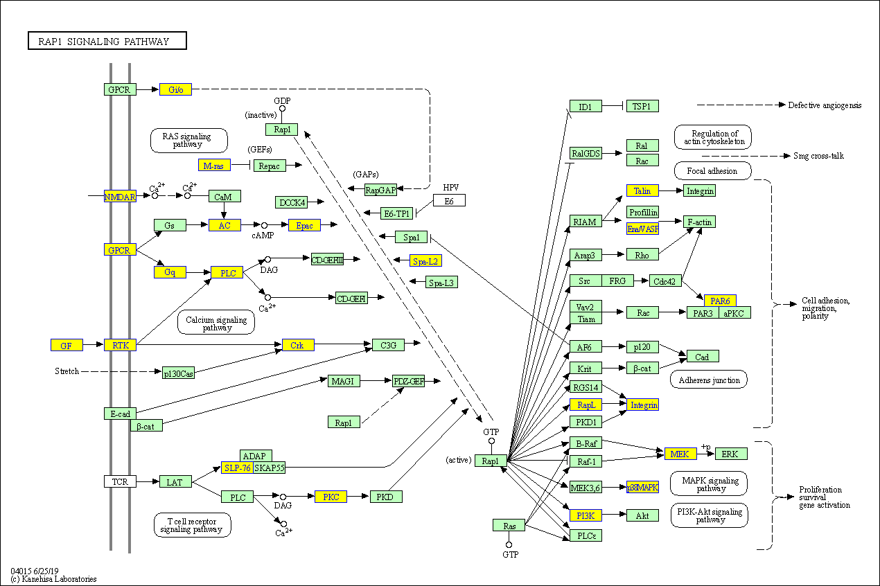 富集的KEGG通路