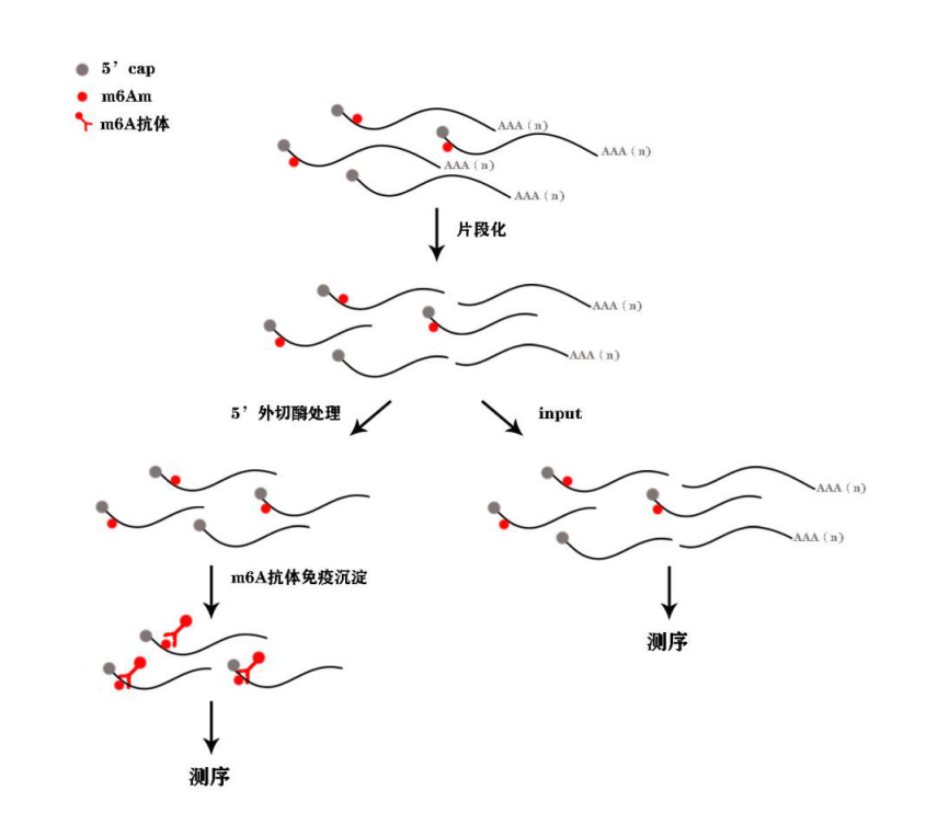 m6Am-exo-seq流程图