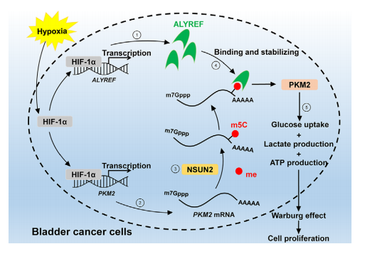 图例5：膀胱癌中的HIF-1α/ALYREF/PKM2轴的作用流程图。