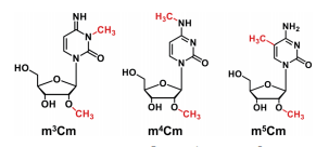 图例3：m3Cm、m4Cm和m5Cm的化学结构。