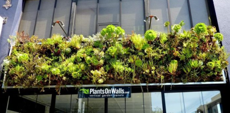 海納邇 | 建筑綠化與植物墻淺談