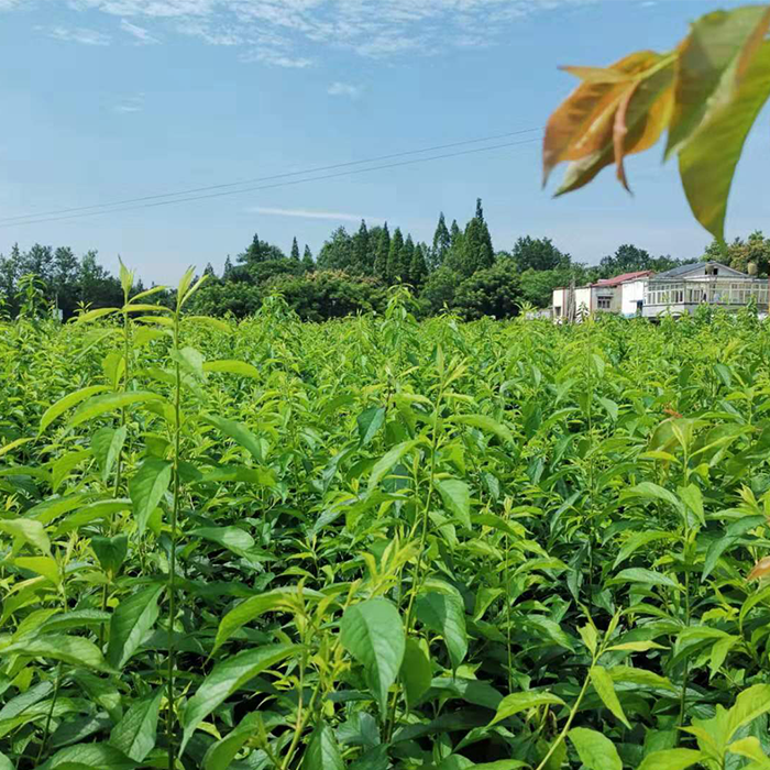 阳山水蜜桃苗