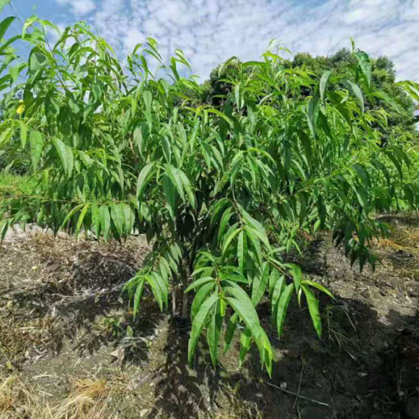 阳山水蜜桃苗