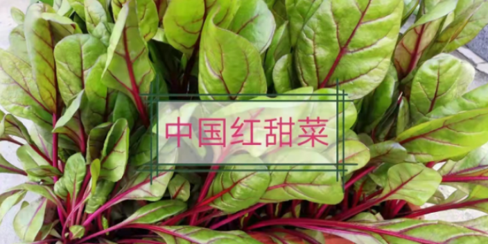 养护盆栽蔬菜价格