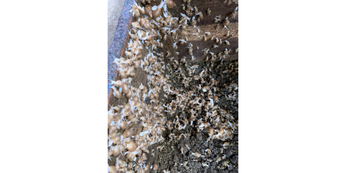 褐云玛瑙蜗牛无土养殖多少钱一斤
