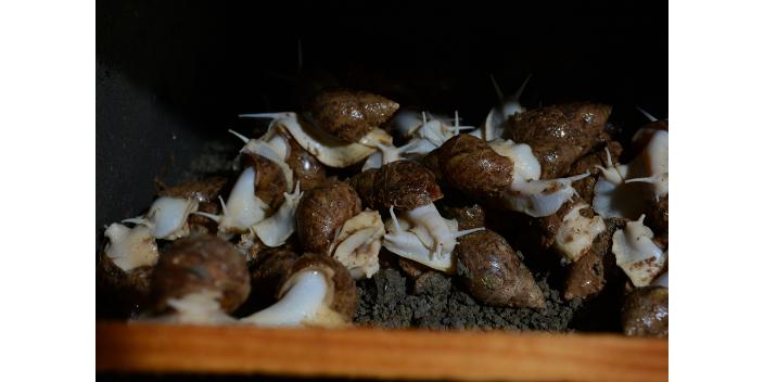 中华白玉蜗牛种培育厂,蜗牛养殖
