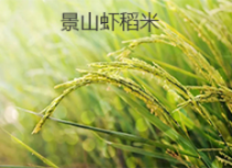 景山虾稻米