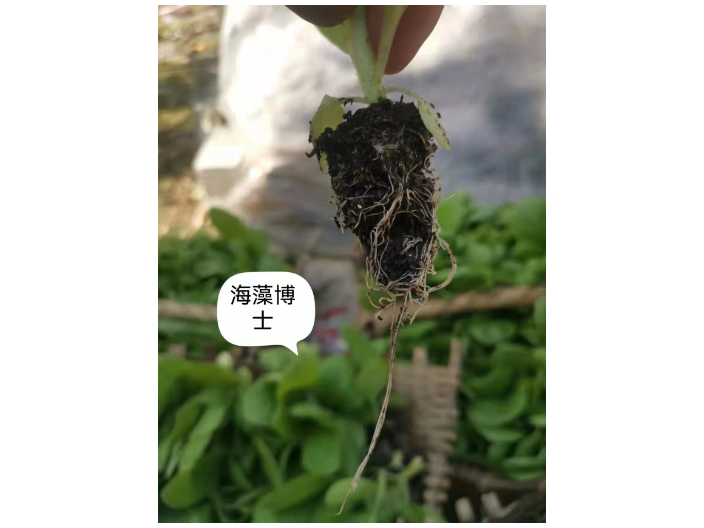 山东新技术海藻肥增产 上海思卫特生物科技供应;