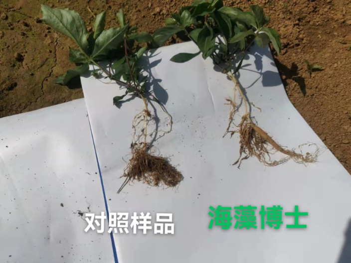 广东高性价比海藻肥减少病害 上海思卫特生物科技供应