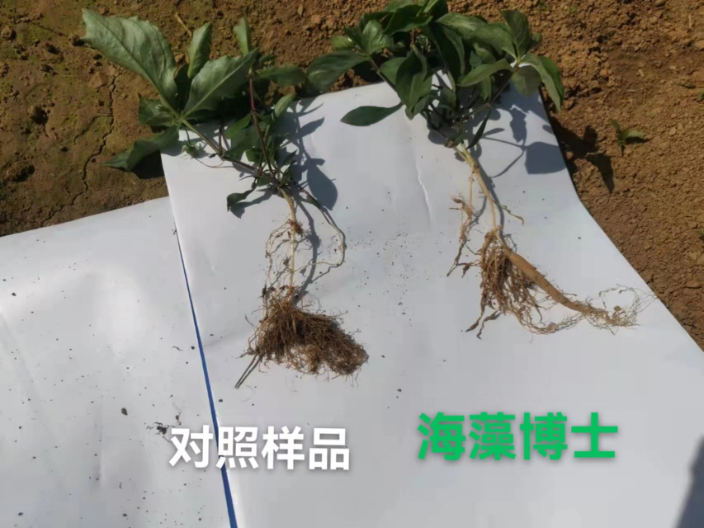 山东高质量海藻肥 上海思卫特生物科技供应