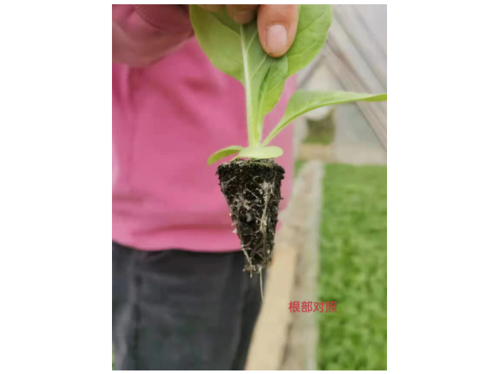 江苏高含量海藻肥品质 上海思卫特生物科技供应;