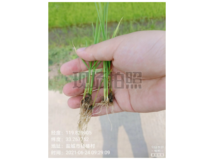 福建绿色海藻肥提质 上海思卫特生物科技供应