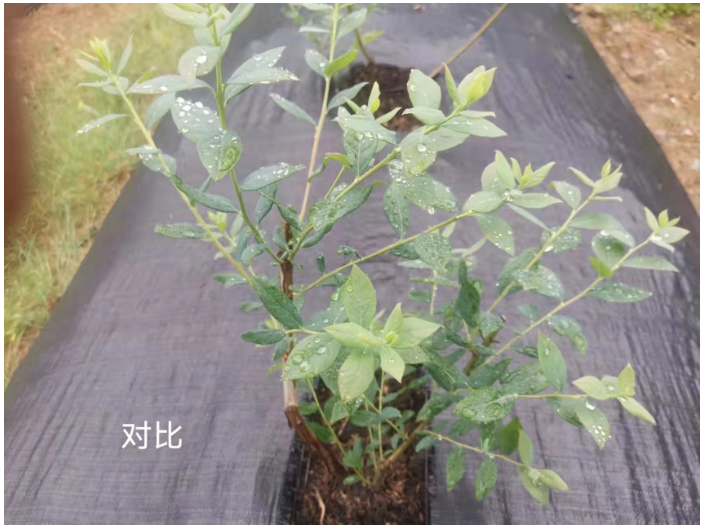上海适用性广海藻肥改善土壤