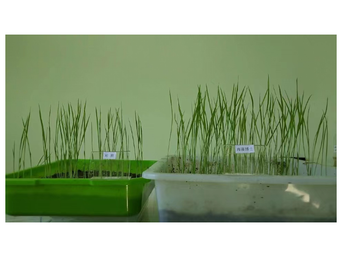 上海工厂化培育海藻肥作用
