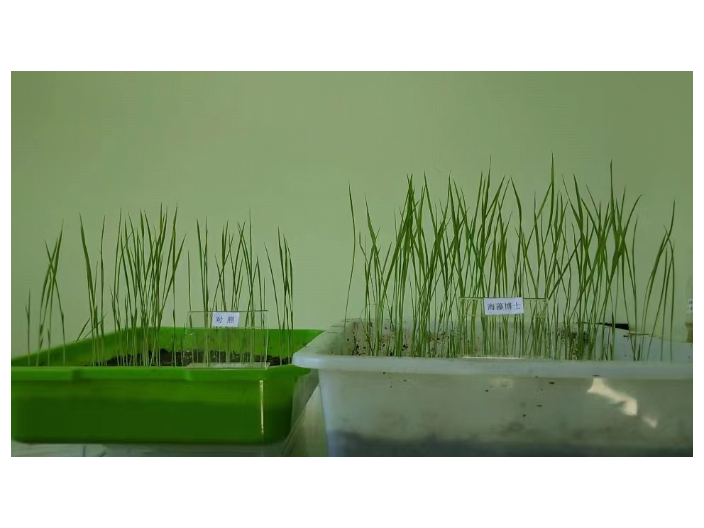 河南顆粒海藻肥價格 上海思衛特生物科技供應