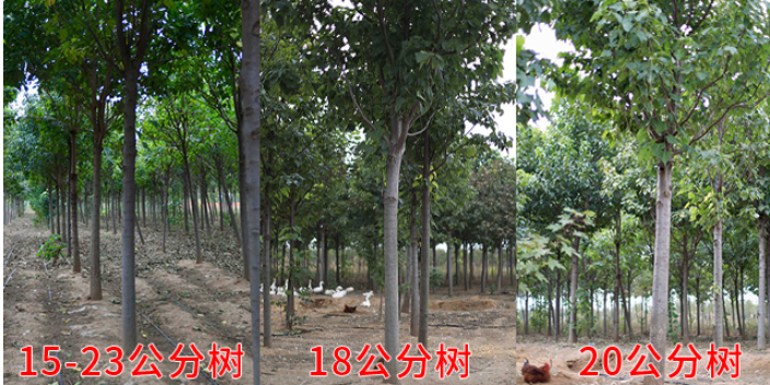 漯河家乡小叶楸基地 欢迎来电「莱阳市绿森苗木种植供应」