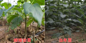 菏澤高產小葉楸生長 真誠推薦 萊陽市綠森苗木種植供應