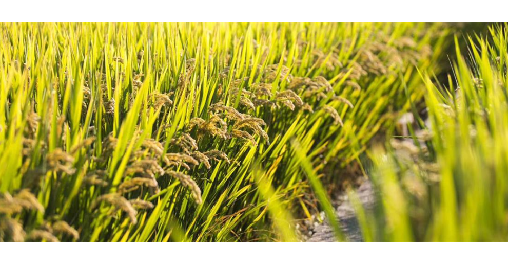 杭州水洗米廠家 貼心服務 江蘇景山生態有機農業供應