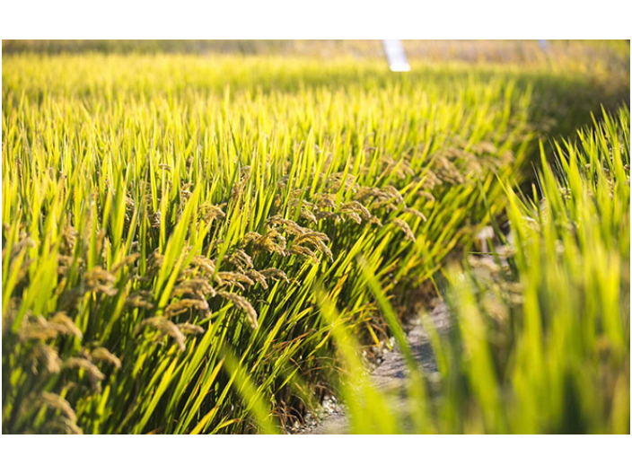 盐城长粒大米销售 江苏景山生态有机农业供应