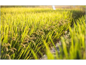 無錫圓粒米價格 貼心服務 江蘇景山生態有機農業供應