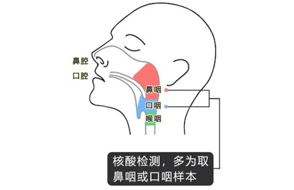 为什么新冠核酸检测采样不是戳鼻孔,就是捅喉咙?