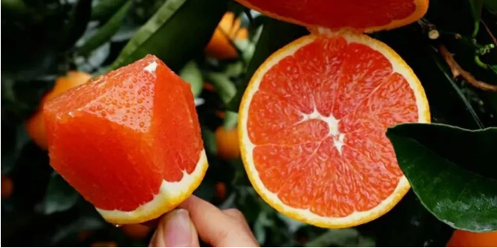 銅梁區求購血橙功效 貼心服務 康山水果合作社供應