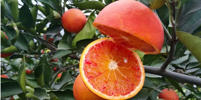 銅梁區在哪買血橙膠原蛋白 歡迎來電 康山水果合作社供應
