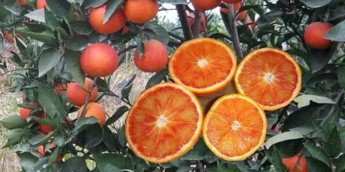 铜梁区哪里买血橙 服务为先 康山水果合作社供应