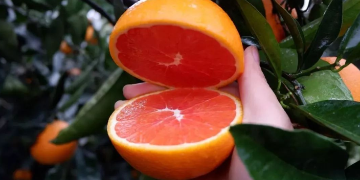 铜梁区早熟血橙作用 真诚推荐 康山水果合作社供应