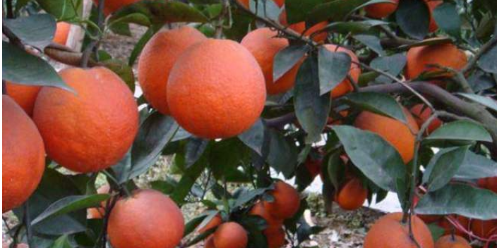 铜梁区今年血橙甜不甜 服务为先 康山水果合作社供应