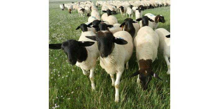 上海绿色饲养牛羊需要什么资质,饲养牛羊