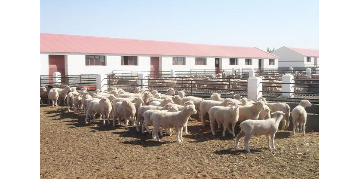 重庆一站式饲养牛羊总产,饲养牛羊