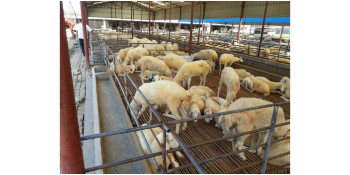 安徽高科技饲养牛羊投资多少