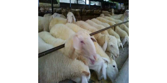 重庆一站式饲养牛羊产量