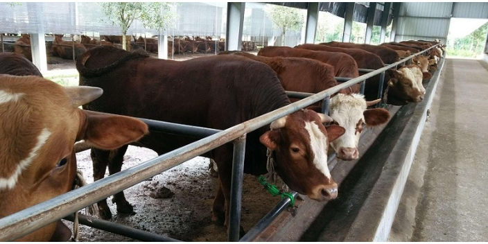 江苏绿色饲养牛羊行情怎么样