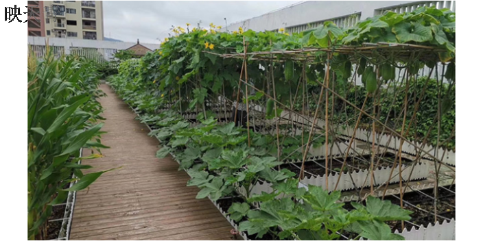 涞源厂家屋顶轻质种植土 河北雄安信盈科技供应